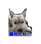 あんずさん、おまめさん、その3。（個別スタンプ：11）
