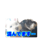 あんずさん、おまめさん、その3。（個別スタンプ：12）