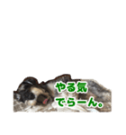あんずさん、おまめさん、その3。（個別スタンプ：14）