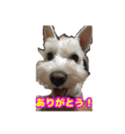 あんずさん、おまめさん、その3。（個別スタンプ：16）