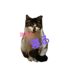 ぐれちゃんご一行様（個別スタンプ：9）