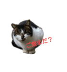 ぐれちゃんご一行様（個別スタンプ：11）