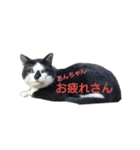 ぐれちゃんご一行様（個別スタンプ：14）