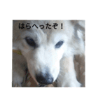 もつおちゃん（個別スタンプ：3）
