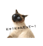 シャムちゃんズ(日常編)（個別スタンプ：4）