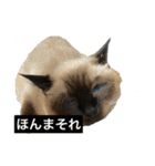 シャムちゃんズ(日常編)（個別スタンプ：5）