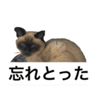 シャムちゃんズ(日常編)（個別スタンプ：6）