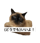 シャムちゃんズ(日常編)（個別スタンプ：7）