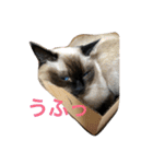 シャムちゃんズ(日常編)（個別スタンプ：8）