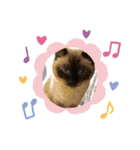 シャムちゃんズ(日常編)（個別スタンプ：12）