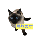 シャムちゃんズ(日常編)（個別スタンプ：13）