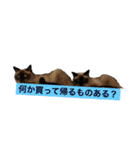 シャムちゃんズ(日常編)（個別スタンプ：14）