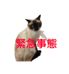 シャムちゃんズ(日常編)（個別スタンプ：15）