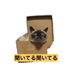 シャムちゃんズ(日常編)（個別スタンプ：16）