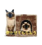 シャムちゃんズ(日常編)（個別スタンプ：18）
