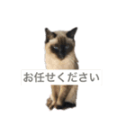 シャムちゃんズ(日常編)（個別スタンプ：19）