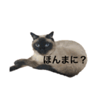 シャムちゃんズ(日常編)（個別スタンプ：23）