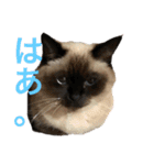 シャムちゃんズ(日常編)（個別スタンプ：24）