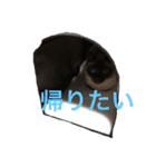 シャムちゃんズ(日常編)（個別スタンプ：26）