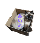 シャムちゃんズ(日常編)（個別スタンプ：27）