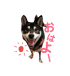 黒柴七の日常でよく使う言葉 1（個別スタンプ：1）