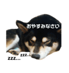 黒柴七の日常でよく使う言葉 1（個別スタンプ：4）