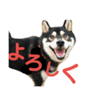 黒柴七の日常でよく使う言葉 1（個別スタンプ：14）