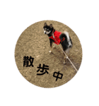 黒柴七の日常でよく使う言葉 1（個別スタンプ：22）