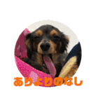 チワックスのミートくん①改（個別スタンプ：7）