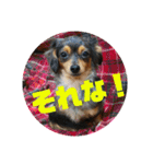 チワックスのミートくん①改（個別スタンプ：10）