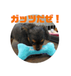 チワックスのミートくん①改（個別スタンプ：15）