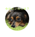 チワックスのミートくん①改（個別スタンプ：22）