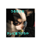 らーちゃんいらいら（個別スタンプ：1）