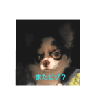 らーちゃんいらいら（個別スタンプ：2）