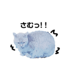 野良猫だって（個別スタンプ：4）