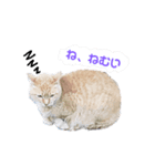野良猫だって（個別スタンプ：6）