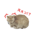 野良猫だって（個別スタンプ：8）