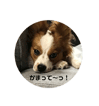 でっかいパピヨン♪～ごん蔵～（個別スタンプ：1）