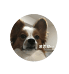 でっかいパピヨン♪～ごん蔵～（個別スタンプ：2）