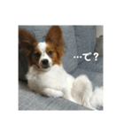 でっかいパピヨン♪～ごん蔵～（個別スタンプ：5）