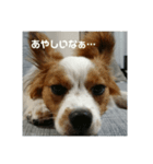 でっかいパピヨン♪～ごん蔵～（個別スタンプ：6）