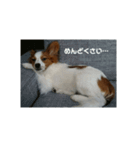 でっかいパピヨン♪～ごん蔵～（個別スタンプ：8）