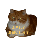 ふうちゃん(その2)（個別スタンプ：6）