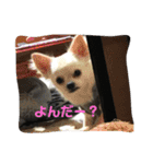✩.*˚チワワんずとその仲間ᵕ̈*（個別スタンプ：1）