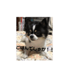 ✩.*˚チワワんずとその仲間ᵕ̈*（個別スタンプ：4）