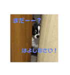 ✩.*˚チワワんずとその仲間ᵕ̈*（個別スタンプ：6）