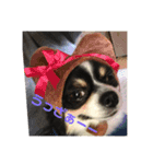 ✩.*˚チワワんずとその仲間ᵕ̈*（個別スタンプ：8）