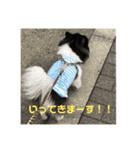 ✩.*˚チワワんずとその仲間ᵕ̈*（個別スタンプ：9）