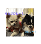✩.*˚チワワんずとその仲間ᵕ̈*（個別スタンプ：11）