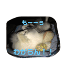 ✩.*˚チワワんずとその仲間ᵕ̈*（個別スタンプ：13）